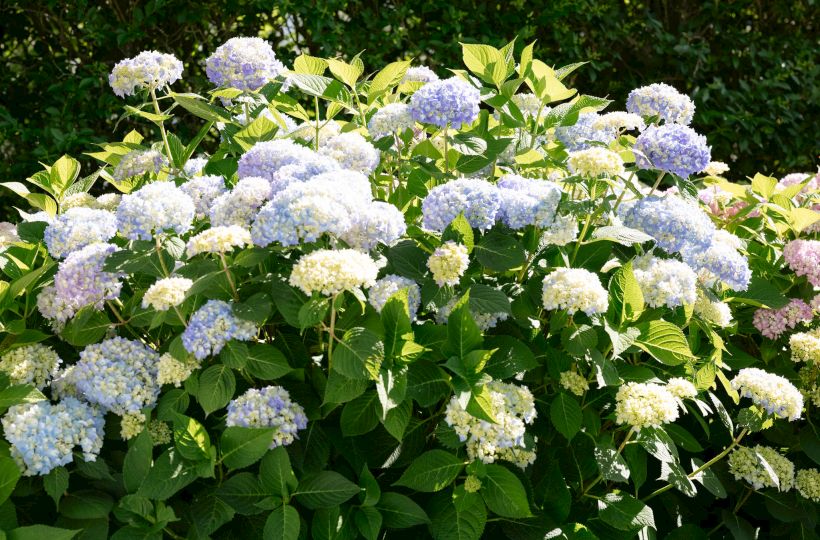 Lush hydrangea blossoms&mdash;white, pale blue, and purple&mdash;bloom among green leaves in bright sunlight, forming a full flower mound.