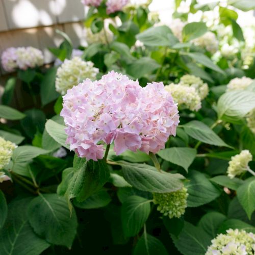 Soft pink and white hydrangea blooms fill a lush garden bed, with green leaves and other flowers blurred in the background.