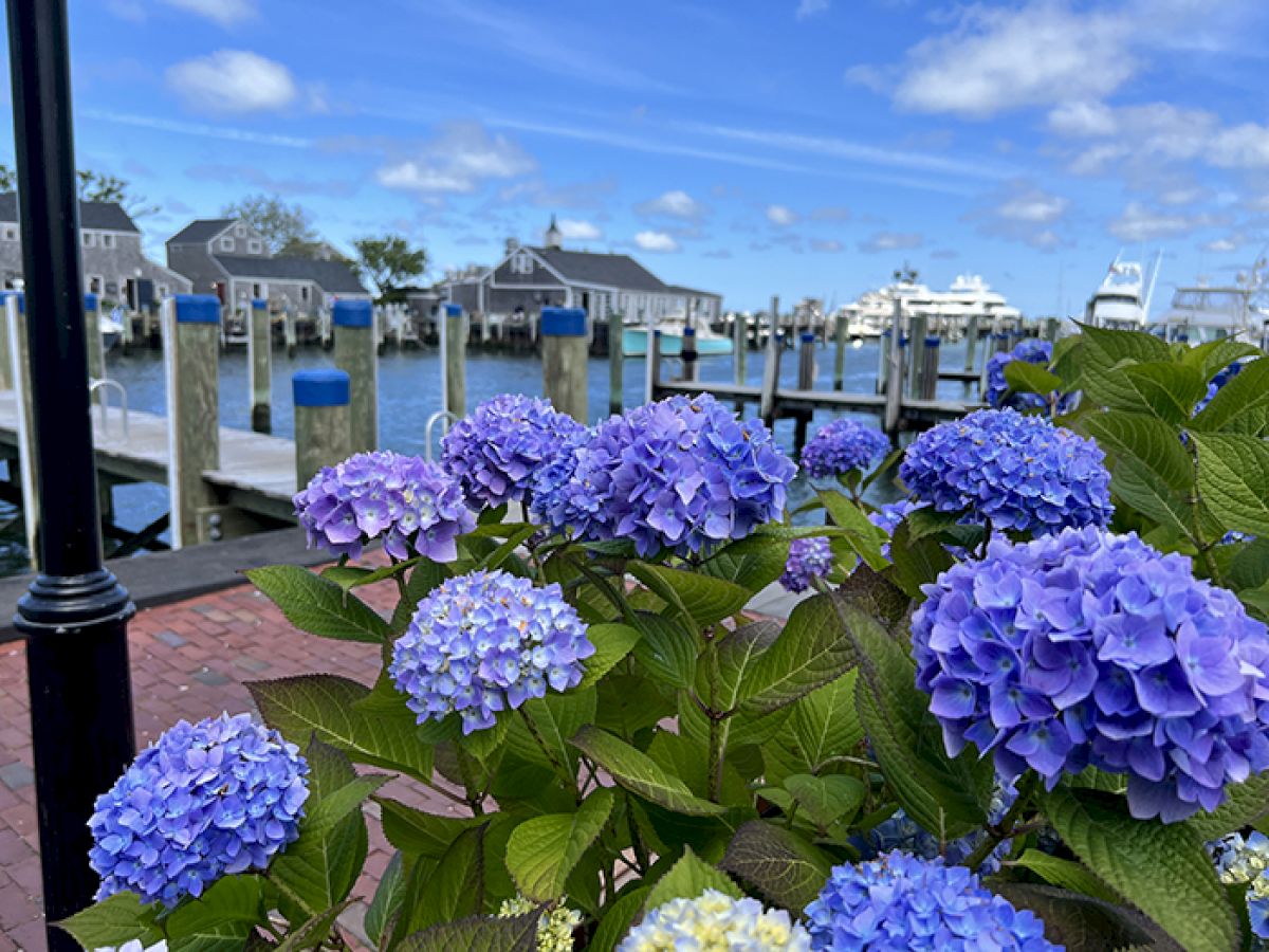 Vibrant blue hydrangeas in the foreground with a marina and boats in the background under a partly cloudy blue sky.