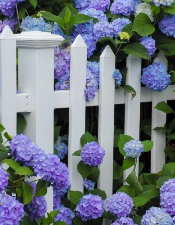 A white picket fence surrounded by lush, blooming hydrangeas in shades of purple and blue with abundant green leaves.