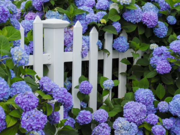 A white picket fence is surrounded by abundant blooming hydrangeas with vibrant purple and blue flowers, creating a picturesque garden scene.