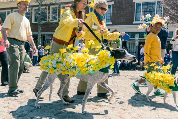 People and dogs are parading outdoors, adorned with bright yellow daffodils.