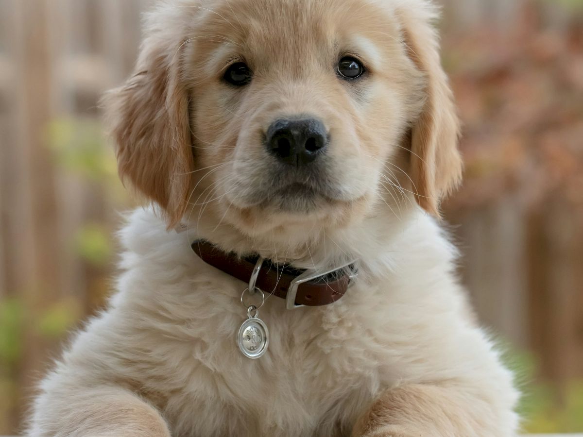 A fluffy Golden Retriever puppy with a collar and tag sits on a table, looking directly at the camera with a curious expression.