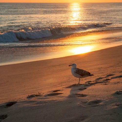 A seagull stands on a sandy beach during sunset, with waves gently crashing and the sun reflecting on the water.