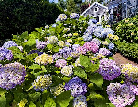 A lush garden bed of blooming hydrangeas in purple, blue, pink, and yellow with green leaves and a path beside a house, in sunshine.