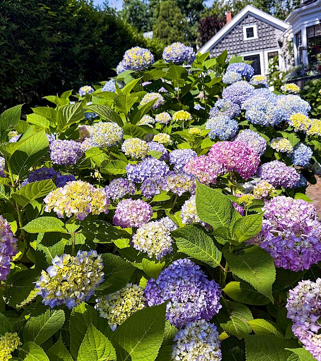 A lush garden bed of blooming hydrangeas in purple, blue, pink, and yellow with green leaves and a path beside a house, in sunshine.
