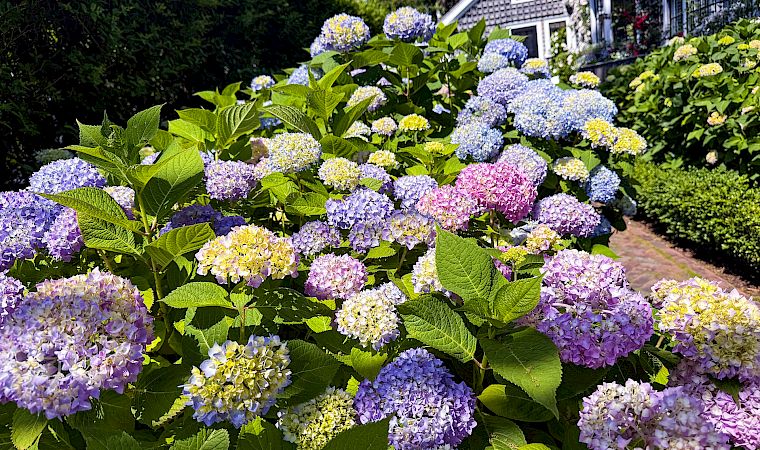 A lush garden bed of blooming hydrangeas in purple, blue, pink, and yellow with green leaves and a path beside a house, in sunshine.